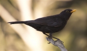 Mascle de Merla (Turdus merula)