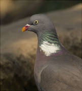 Tudó (Columba palumbus)