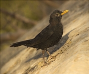 Jove mascle de Merla (Turdus merula)