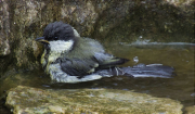 Jove de Mallerenga carbonera (Parus major)