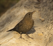 Femella de Merla (Turdus merula)