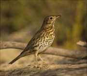 Tord comú (Turdus philomelos)