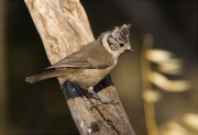 Mallerenga emplomallada (Parus cristatus)