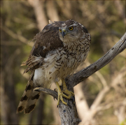 Astor (Accipiter gentilis)