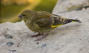 Jove de Verdum (Carduelis chloris)