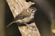 Mallerenga emplomallada (Parus cristatus)