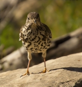 Griva (Turdus viscivorus)