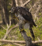 Astor (Accipiter gentilis)