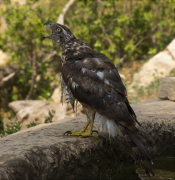 Astor (Accipiter gentilis)