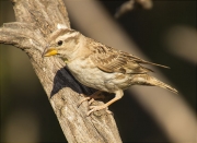 Pardal roquer (Petronia petronia)