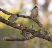 Mascle de Tallarol de casquet (Sylvia atricapilla)