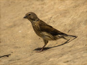 Femella de Passerell (Carduelis cannabina)