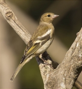 Jove de Pinsà comú (Fringilla coelebs)