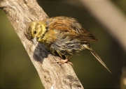 Femella de Gratapalles (Emberiza cirlus)