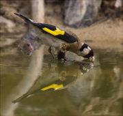 Cadernera (Carduelis carduelis)