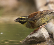 Mascle de Gratapalles (Emberiza cirlus)