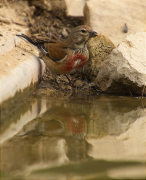 Mascle de Passerell (Carduelis cannabina)