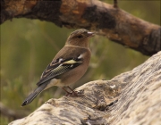 Mascle de Pinsà comú (Fringilla coelebs)