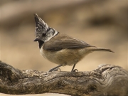 Mallerenga emplomallada (Parus cristatus)