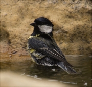 Mallerenga carbonera (Parus major)