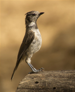 Mallerenga emplomallada (Parus cristatus)