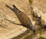 Tórtora europea (Streptopelia turtur)