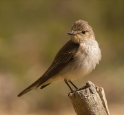 Papamosques gris (Muscicapa striata)