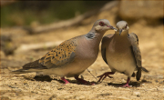 Tórtora europea (Streptopelia turtur)