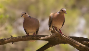 Tórtora europea (Streptopelia turtur)