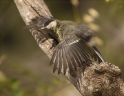 Jove de Mallerenga carbonera (Parus major)