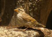 Jove de Pardal roquer (Petronia petronia)