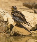 Pardal roquer (Petronia petronia)