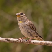 Pardal roquer (Petronia petronia)