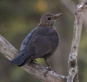 Jove de Merla (Turdus merula)