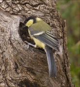 Jove de Mallerenga carbonera (Parus major)