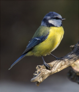 Mallerenga blava (Cyanistes caeruleus)