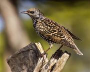 Estornell vulgar (Sturnus vulgaris)