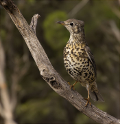 Griva (Turdus viscivorus)