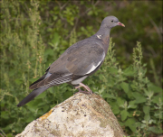 Jove de Tudó (Columba palumbus)