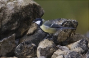 Mallerenga carbonera (Parus major)