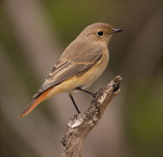 Femella de Cotxa cua-roja (Phoenicurus phoenicurus)