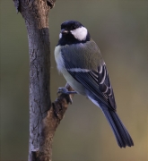 Mallerenga carbonera (Parus major)