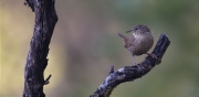 Cargolet (Troglodytes troglodytes)