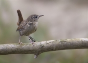 Cargolet (Troglodytes troglodytes)