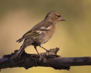 Jove de Pinsà comú (Fringilla coelebs)