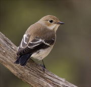 Femella de Mastegatatxes (Ficedula hypoleuca)