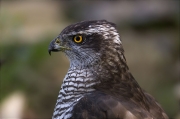 Astor (Accipiter gentilis)