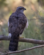 Astor (Accipiter gentilis)