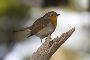 Pit roig (Erithacus rubecola)