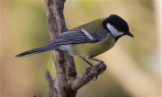 Mallerenga carbonera (Parus major)